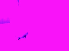 Grote lul, Sperma shot, Lul, Hd, Aftrekken, Masturbatie, Orgasme, Alleen