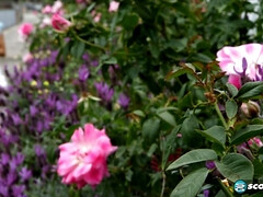 Amateur, Morena, Hd, Masturbación, Solo, Adolescente, Tetas