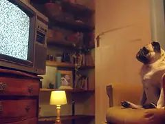 Enthousiasteling, Kont, Mooi, Hd, Lesbisch, Likken, Orgasme, Kut duiken