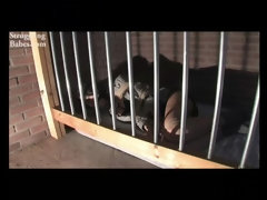 デカパイ, 茶髪の, 衣服着たままセックス, 拘束