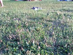 素人, デカパイ, 巨大, オッパイの, のぞき