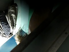 Подглядывание