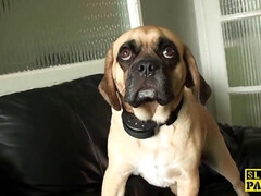 Britisch, Gehörnter ehemann, Hd, Lingerie, Orgasmus, Realität, Hintern versohlen, Tätowierung