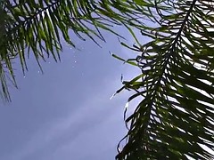 Любители, На природе, Вечеринка