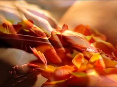 PETALS Trailer Plus extra MK xxx