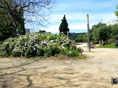 Culo, Verga grande, Mamada, Morena, Polla, Europeo, Al aire libre, Público