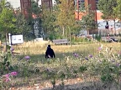 Красотки, Блондинки, Пальцем, Эксгибиционист, Мастурбация, На природе, Киски, Бритые