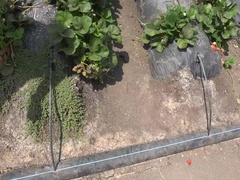 Bruinharig, Daddy, Flashing, Vriendin, Buiten, Doordringend, Gezichtspunt, Tieten likken