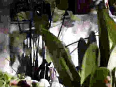 18 jahre, Arsch, Blasen, Spermaladung, Schwanz, Spiele, Hd, Muschi