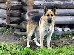 Plantureuse, Gorge profonde, Queue, Groupe, Lesbienne, Naturelle, Russe, Nénés