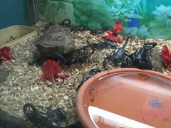 Leie, Arsch, Blondine, Blasen, Freundin, Handjob, Pov, Titten