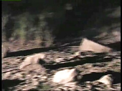 Anaal, Blond, Classisch, Sperma shot, Groep, Hardcore, Kut duiken, Tieten likken