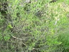 Anal, Blonde, Allemand, Hd, De plein air, Pov, Adolescente, Nénés