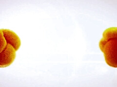 Leie, Grosse titten, Vollbusig, Lesbisch, Masturbation, Natürlichen titten, Solo, Titten