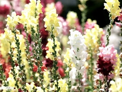 Tetas grandes, Mamada, Cornudo, Corridas, Hd, Monstruo, Realidad, Gritar