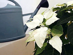 Hochschule, Schmuddelige sprache, Europäisch, Französisch, Rotschopf, Erotischer film, Jungendliche (18+)